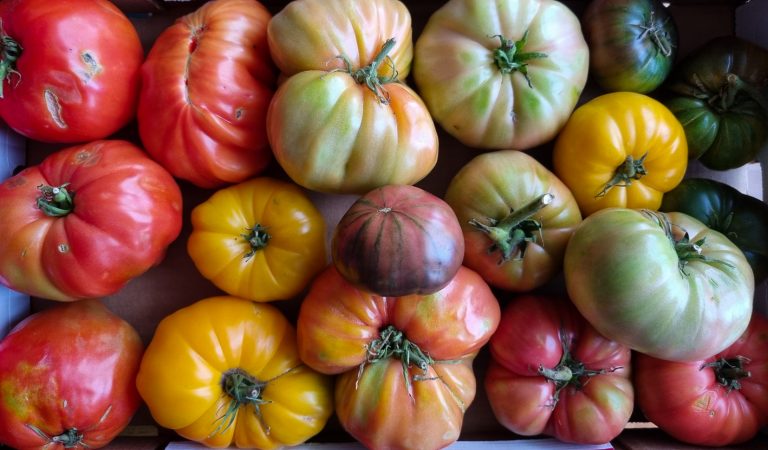 Tomates con apellido. Tenerife. Islas Canarias. Foto: Xavier Agulló.